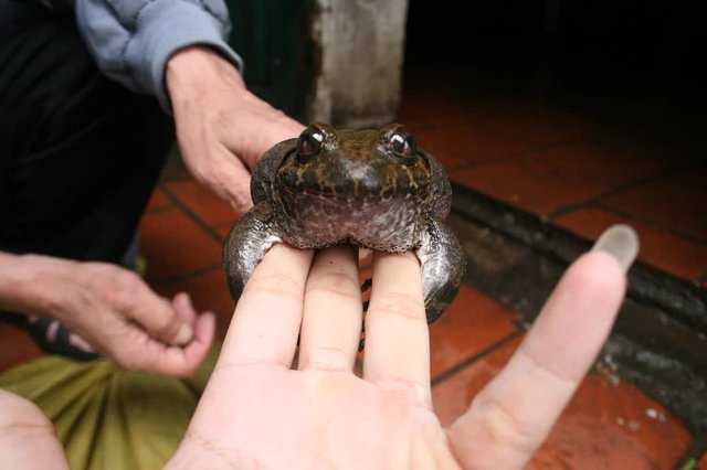 Loại ếch này là đặc sản của tỉnh Lạng Sơn, giá cao gấp 10 lần ếch đồng luôn được người tiêu dùng săn lùng - Ảnh 1.