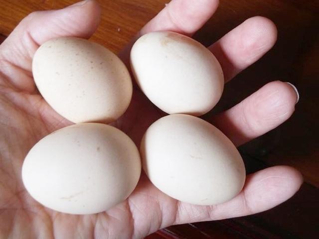 Mua trứng gà ta nên chọn loại lớn hay nhỏ?  Sự thật bất ngờ khiến mọi người ngã ngửa